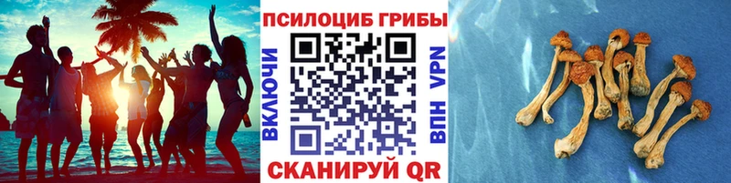 Псилоцибиновые грибы Cubensis Новомосковск